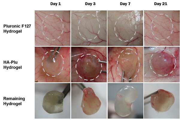 생체접착형 하이드로젤의 쥐 피부 접착 및 안정성 실험 결과