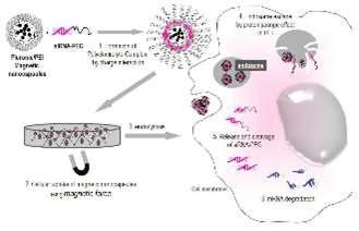 철나노입자를 포함함 pluronic/PEI 나노캡슐의 개발과 이를 이용한 소간섭 RNA의 세포내 효과적인 전달