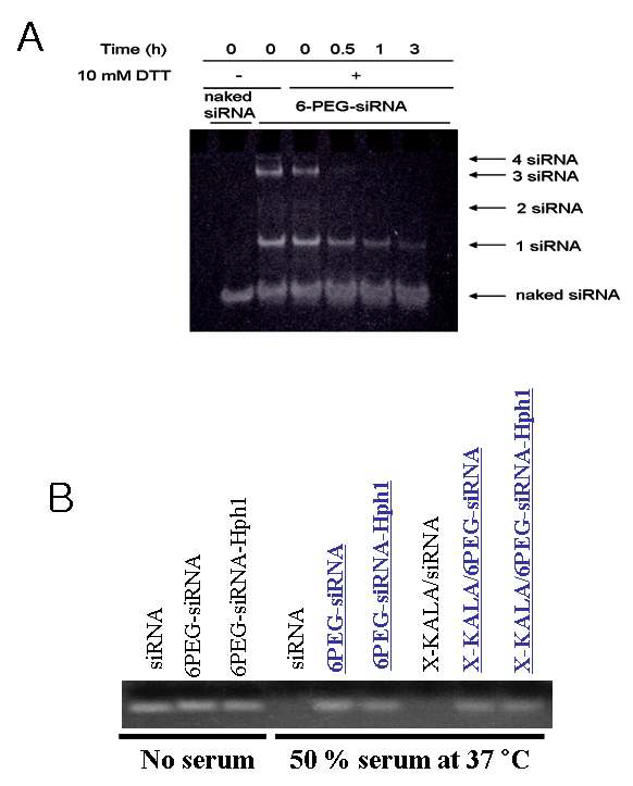 (A) 10 mM의 DTT 처리 후 분리된 siRNA를 전기영동을 통해 확인. (B) 50% 혈청과 반응 후 RNase 공격으로부터 남은 siRNA양을 전기영동을 통해 비교.