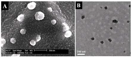 오일 함유 고분자 나노캡슐의 SEM과 TEM 사진.