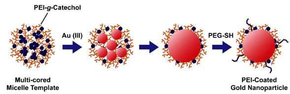 PEI-Coated Gold Nanoparticles(PEI-C-AuNPs)의 체계적인 합성 과정