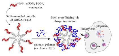 siRNA-PLGA 접합체가 양이온성 전달체에 의해 안정적이고 효과적으로 나노 복합체를 형성함을 보여주는 모식도