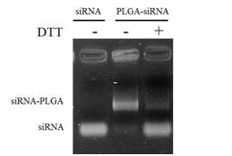 siRNA-PLGA 접합체에 DTT 처리하기 전/후 전기영동을 통해 band 위치 관찰