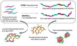 복합 유전자를 타겟하는 multi-siRNA를 제작하고 이 multi-siRNA가 naked siRNA에 비해 안정적으로 나노입자를 형성