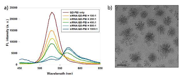에너지 전이 현상을 이용한 QD 과 cy-siRNA 의 형광도 변화 및 QD/siRNA 나노입자의 전자 현미경 사진