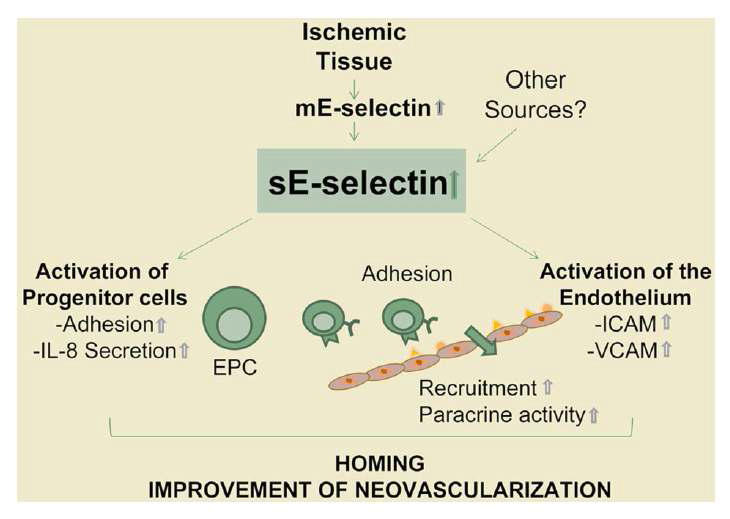 본 연구진이 제시한 수용성 E-selectin에 의한 혈관 신생 기작 모식도