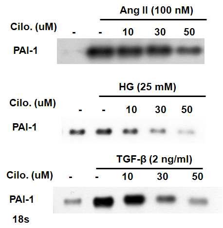 각종 인자들에 의해 증가된 PAI-1의 발현이 Cilostazol의 처리에 따라 용량 의존적으로 감소함