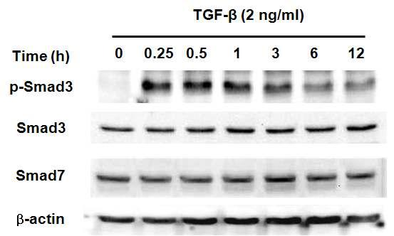 TGF-β처리 이후 시간에 따른 TGF-β 신호전달에 관련 인자의 발현량 및 인산화
