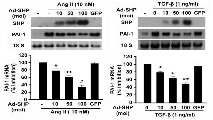 SHP는 Ang II와 TGF-β에 의해 증가되는 PAI-1의 유전자 발현을 감소시킴.