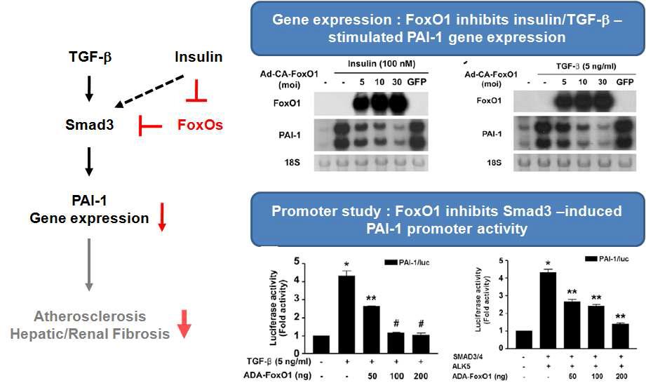 TGF-β에 의해 발현이 증가하는 PAI-1은 insulin에 의해 전사활성이 조절 받는 FoxO1에 의해 그 발현이 감소함