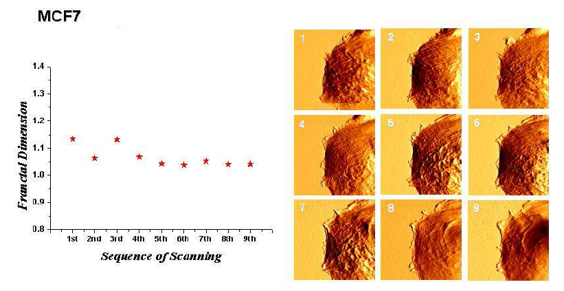 MCF7 세포의 연속 촬영(30 X 30 ㎛ 영역) 이미지에서 계산된 프랙탈 차원