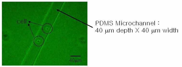 마이크로 채널을 따라 이동하는 세포의 광학이미지
