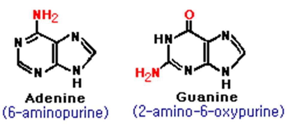 adenine 과 guanine 염기구조