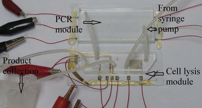 Microfludic PCR chip