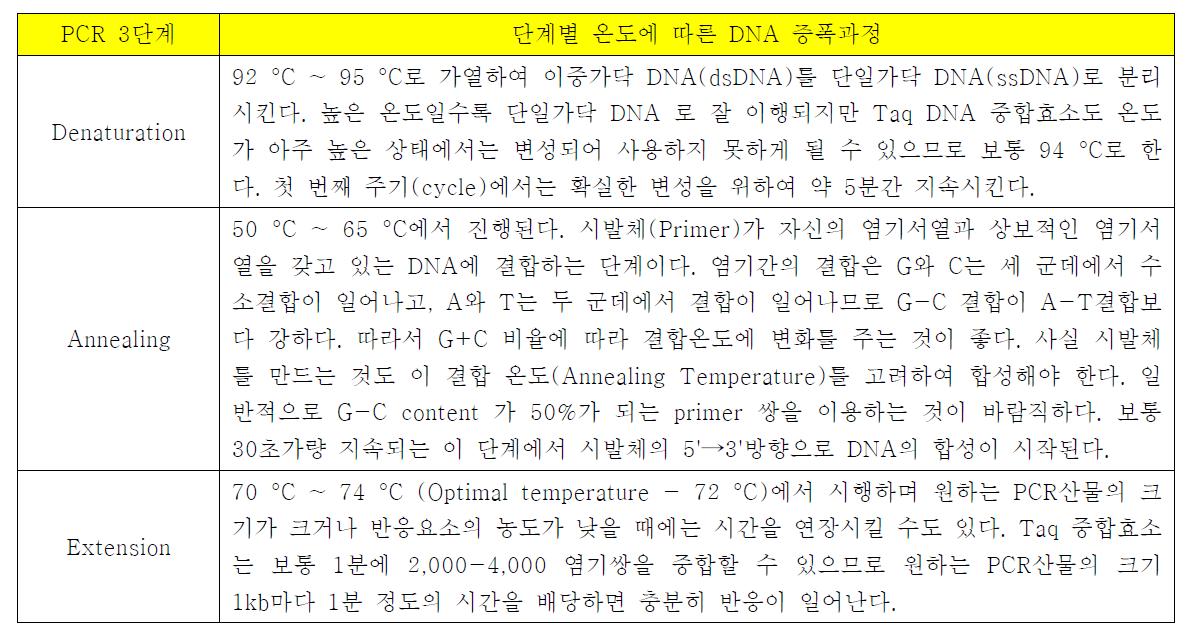 PCR 각 단계에서의 DNA 증폭 과정