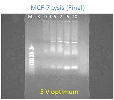 MCF-10a cell lysis 의 최적 전압 - 5 Vdc