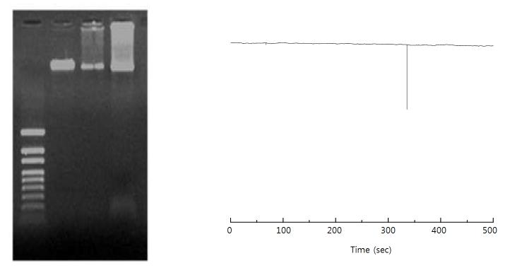 Lambda phage DNA 로부터 증폭된 100 bp DNA 검출