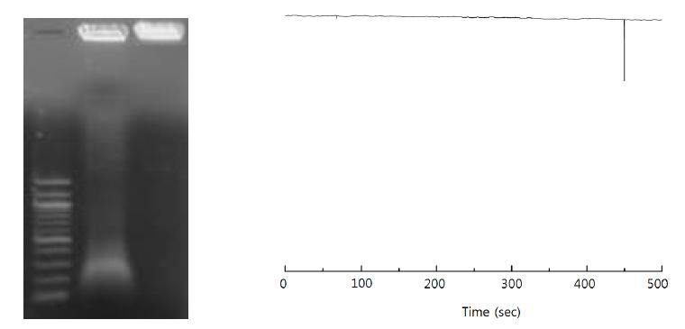 Escherichia coli DH5α bacterial cell 로부터 증폭된 100 bp DNA 검출