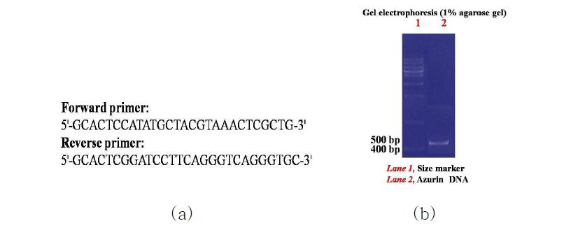 분자 유전자 조작에 이용된 (a) primer 서열, (b) PCR 결과