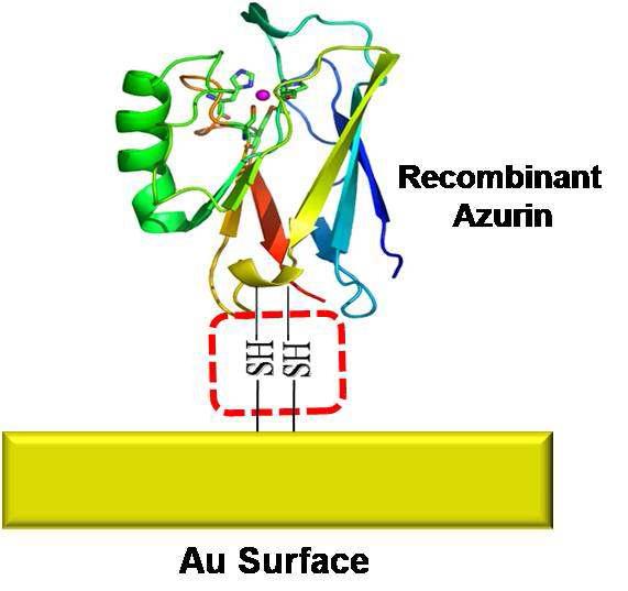 금 (Au) 기판 위에 -SH결합을 이용하여 직접 고정화된 단백질 모형도