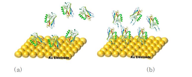 금 (Au) 기판 위에 (a) random하게 고정화된 단백질과 (b) -SH결합을 이용하여 직접 고정화된 단백질 모형도