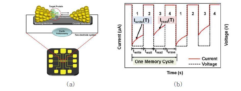 (a) 나노 패턴 상에 재조합 생체 물질이 고정화된 바이오 전자 소자 플랫폼 모식도 (b) 바이오 전자 소자 플랫폼 상에서의 메모리 구동을 위한메카니즘