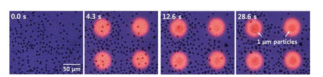 나노바이오 LOD를 이용하여 서로 다른 크기의 미세입자가 섞인 샘플로부터 1 µm 미세입자의 선택적 농축