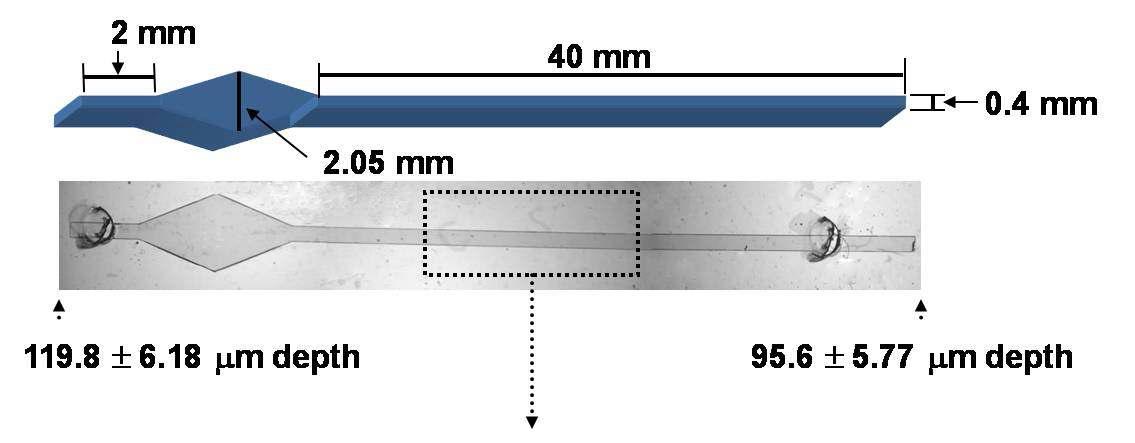 세균 농축 분리용 LOD 바이오프로세서 모식도(위 그림)와 실제 PDMS와 ITO glass로 이루어진 칩 (아래 그림).