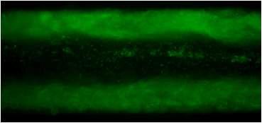 대장균 O157 (pGFP)가 칩 내의 벽면에 농축된 모습을 나타내는 형광 현미경 사진.