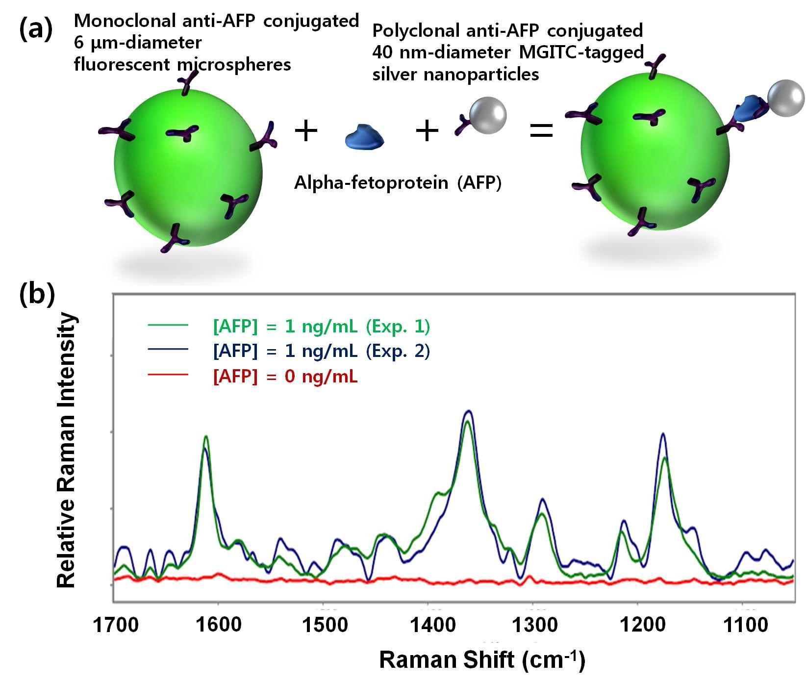 (a) AFP 단일클론 항체로 표면처리된 미세입자와 AFP, AFP 다클론 항체가 고정화된 라만표지 은 나노입자의 샌드위치 면역복합체 형성. (b) AFP가 없을 경우(빨강)와 있을 경우(초록, 파랑)에 측정된 라만 신호.