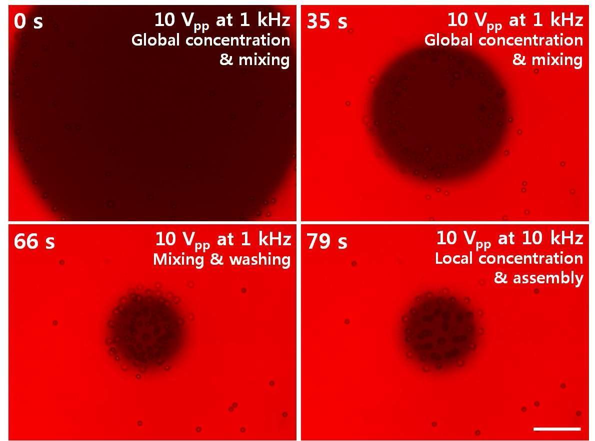 광전기유체 면역분석법을 위한 미세입자 조작의 현미경 사진.