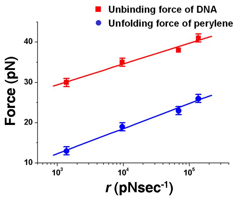 탑침의 속도에 따른 perylene과 DNA의 비결합 힘의 변화