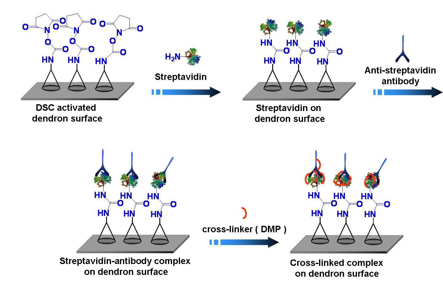 AFM 단백질 microarray실험을 위한 덴드론 기판 위 항원-결합 반응 단계도.