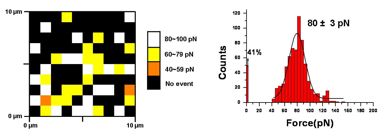 기판의 streptavidin과 면역 결합된 1차 항체 S8C12와 AFM 탐침 2차 항체 간의 상호작용 힘 mapping (좌)과 그 force histogram (우).