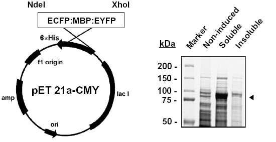pET 21a 발현 벡터에 제작된 ECFP:MBP:EYFP FRET 센서 단백질
