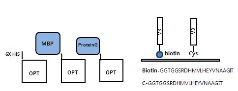 OPT fusion 단백질 및 고정화 펩타이드