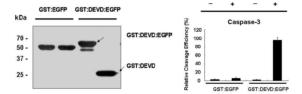 카스파제-3 활성 모니터링을 위한 GST:DEVD:EGFP 리포터의 Western Blotting 분석
