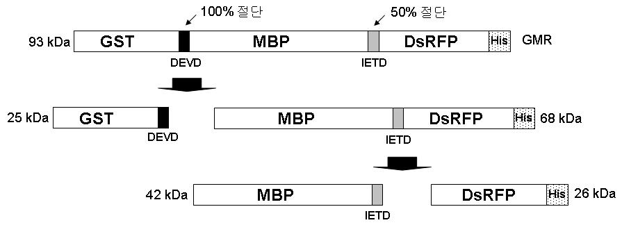 DEVD 및 IETD 모티프를 이용한 단백질 다중생산 시스템 모식도