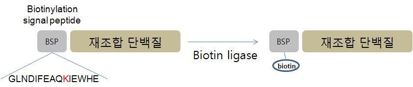 특이적 바이오틴 중합 재조합 단백질 발현 시스템 확보