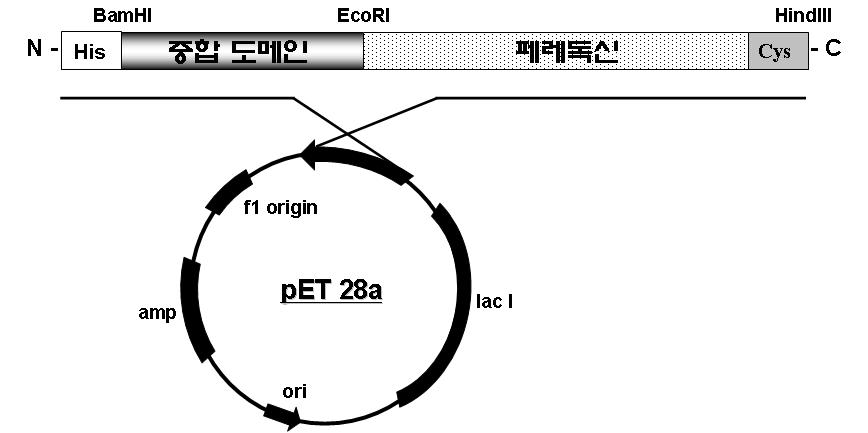 중합 도메인이 포함된 페레독신 산화환원 단백질의 디자인 모식도