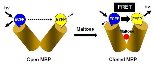 MBP maltose 결합 특이적 FRET 센서