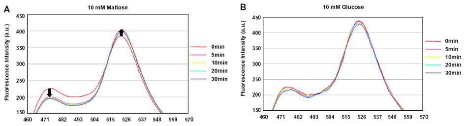 Maltose 혹은 Glucose와 결합한 MBP FRET 센서의 형광 emission spectra