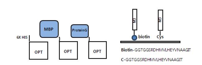 OPT fusion 단백질 및 고정화 펩타이드