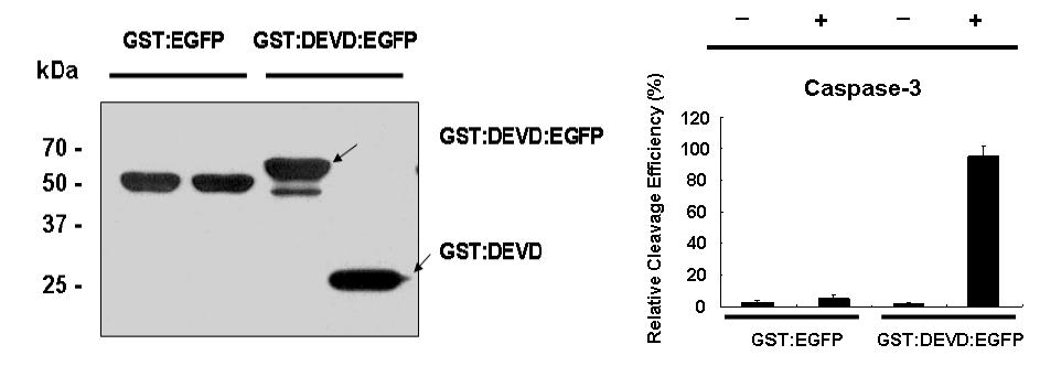카스파제-3 활성 모니터링을 위한 GST:DEVD:EGFP 리포터의 Western Blotting