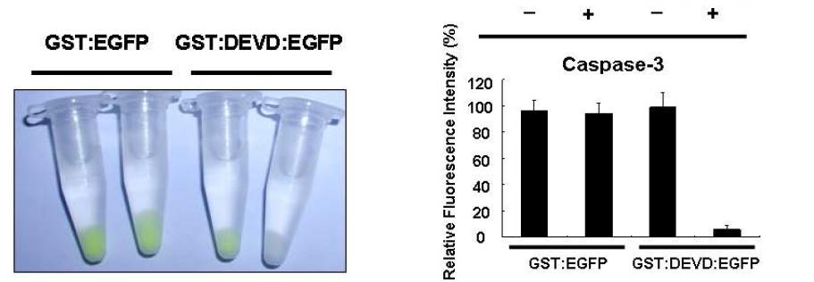 글루타치온-비드에 고정된 GST:DEVD:EGFP 리포터를 이용한 카스파제-3 활성분