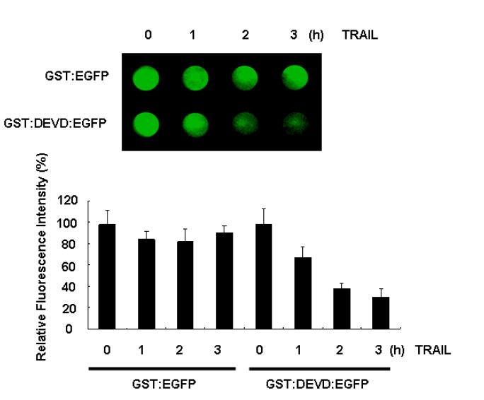 GST:DEVD:EGFP 리포터를 이용한 대장암 세포의 카스파제-3 활성 모니터링