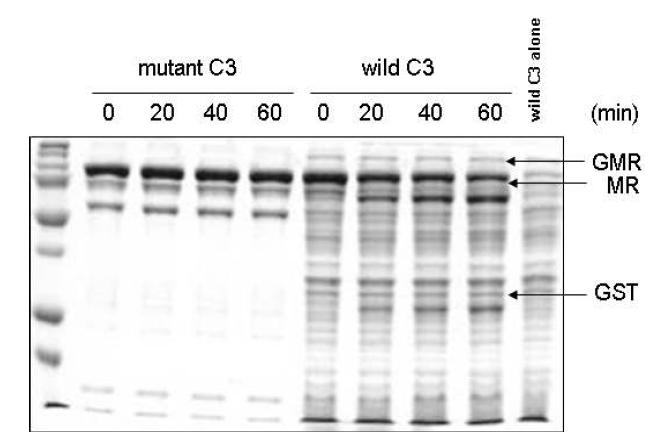 Mutant 카스파제-3 및 wild 카스파제-3를 사용한 기질의 절단 분석 비교