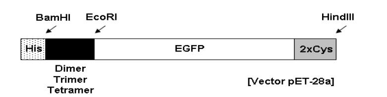 이중합체, 삼중합체, 사중합체 EGFP 제작 모식도