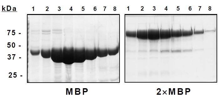 콘카타머 MBP 재조합 단백질 분리