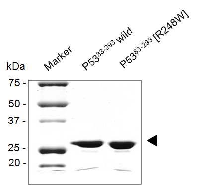 wilde type 및 R248W 변이 p53단백질의 발현 정제